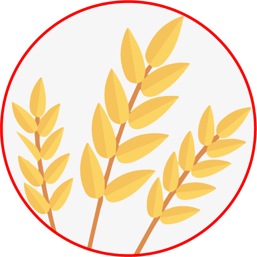 Harinas de trigo 